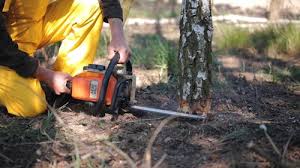 Best Firewood Processing and Delivery  in Kenedy, TX