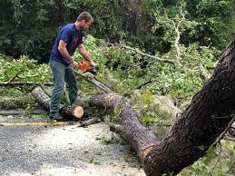 Trusted Kenedy, TX Tree Services Experts