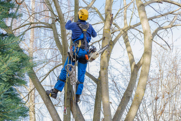 Best Tree Preservation Services  in Kenedy, TX