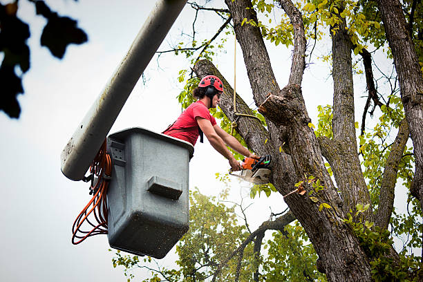 Best Tree Trimming and Pruning  in Kenedy, TX