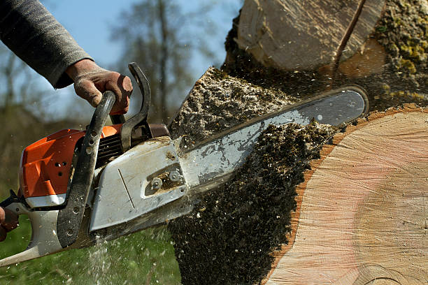 How Our Tree Care Process Works  in  Kenedy, TX